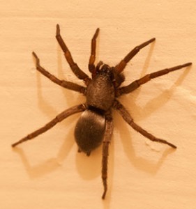 SpookyPests